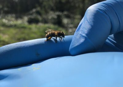Bee-on-glove